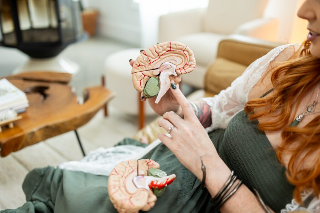 hands demonstrating brain model in educational brand photography